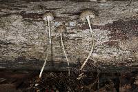 Mycena vulgaris image