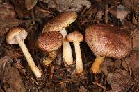 Agaricus dulcidulus image