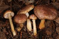 Agaricus dulcidulus image