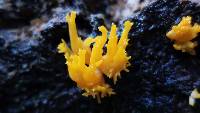 Calocera viscosa image