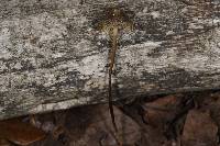 Mycena aurantiomarginata image