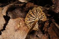 Mycena aurantiomarginata image