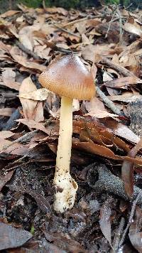Amanita sect. Vaginatae image