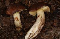 Suillus punctatipes image