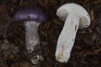 Cortinarius subfoetidus image