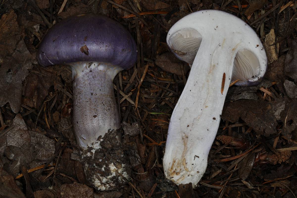 Cortinarius subfoetidus image