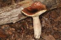 Russula pseudopelargonia image