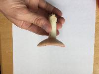 Russula pulchra image