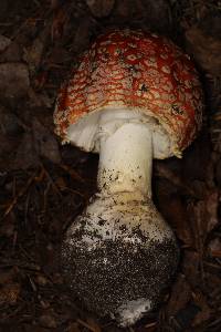 Amanita muscaria var. muscaria image