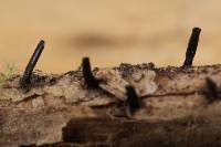 Glyphium elatum image