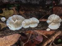 Trametes ochracea image