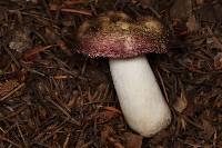 Russula hypofragilis image