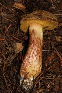 Boletus subtomentosus image