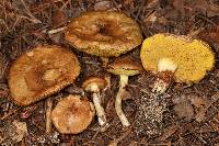 Suillus umbonatus image