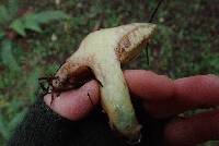 Suillus caerulescens image