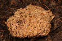 Ramaria gelatinosa image