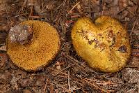 Suillus americanus image