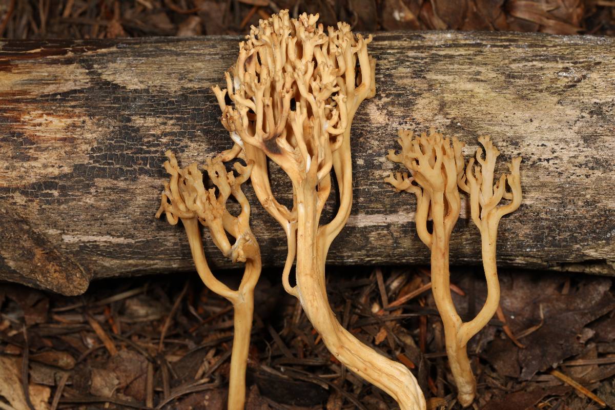 Ramaria testaceoflava image