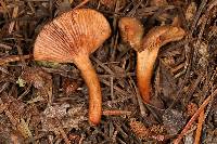 Lactarius alpinus image