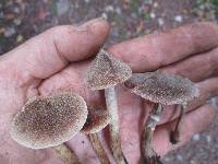 Cortinarius hemitrichus image