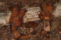 Gyromitra infula image