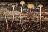 Hypholoma elongatum image