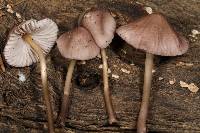 Mycena rubromarginata image