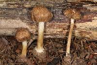 Inocybe ceskae image