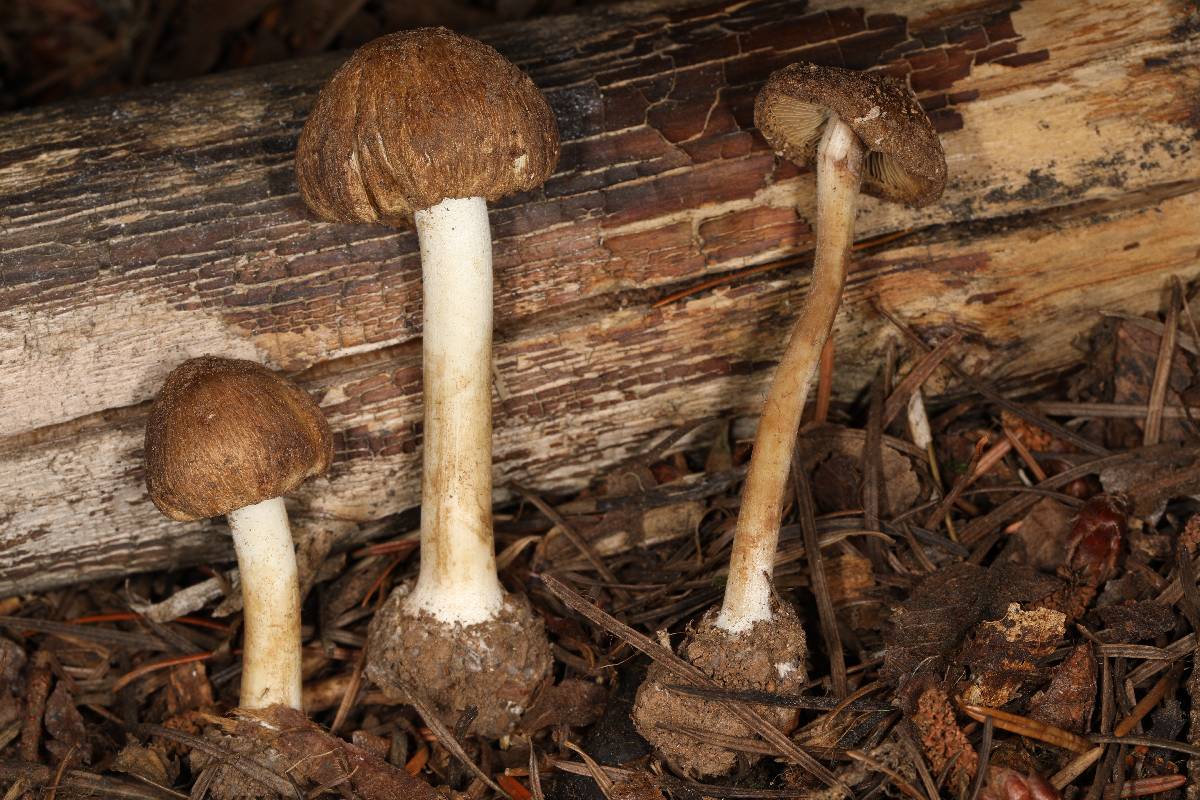 Inocybe ceskae image