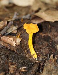 Cantharellus ignicolor image