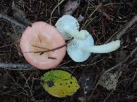 Russula betularum image