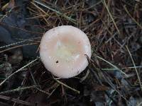 Russula betularum image