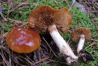 Cortinarius mucosus image