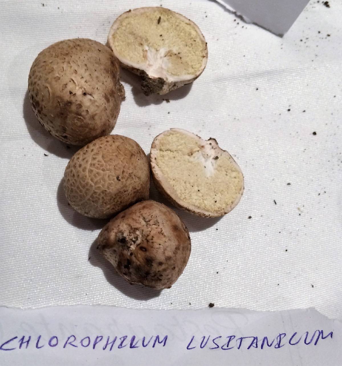Chlorophyllum lusitanicum image
