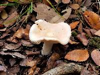 Hygrophorus laurae image