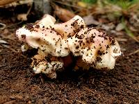 Hygrophorus laurae image