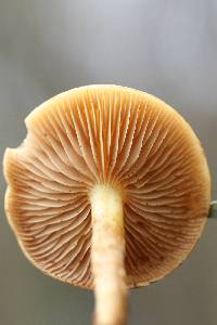 Pholiota alnicola var. alnicola image