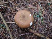 Russula favrei image