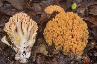 Ramaria formosa image