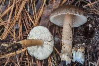 Amanita dulciarii image