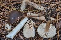 Amanita dulciarii image