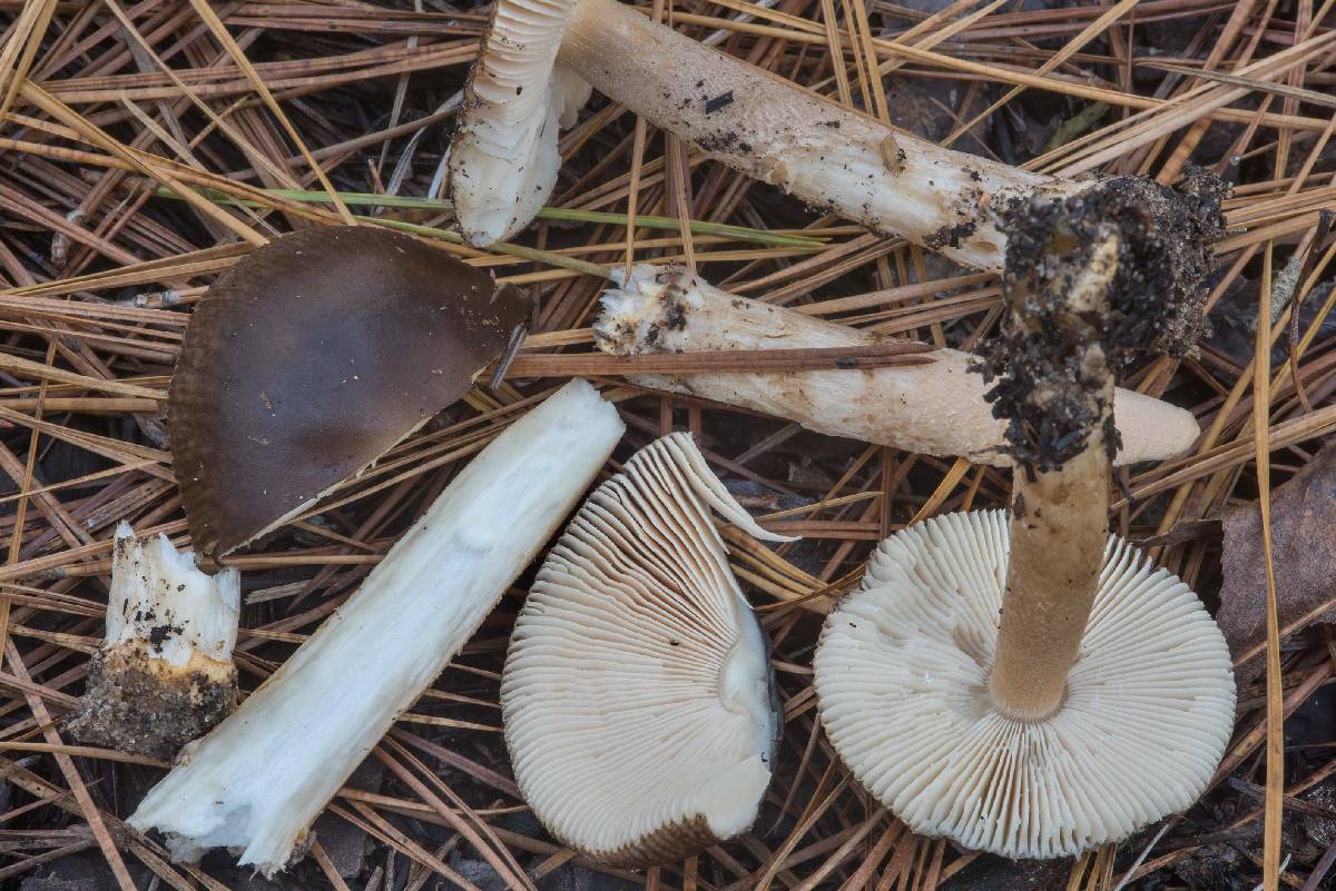 Amanita dulciarii image