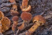 Phaeomarasmius erinaceus image
