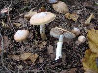 Cortinarius caperatus image