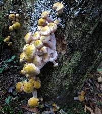 Armillaria solidipes image