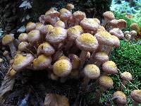 Armillaria solidipes image