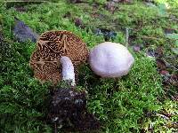 Cortinarius traganus image