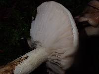 Hygrophorus pudorinus image