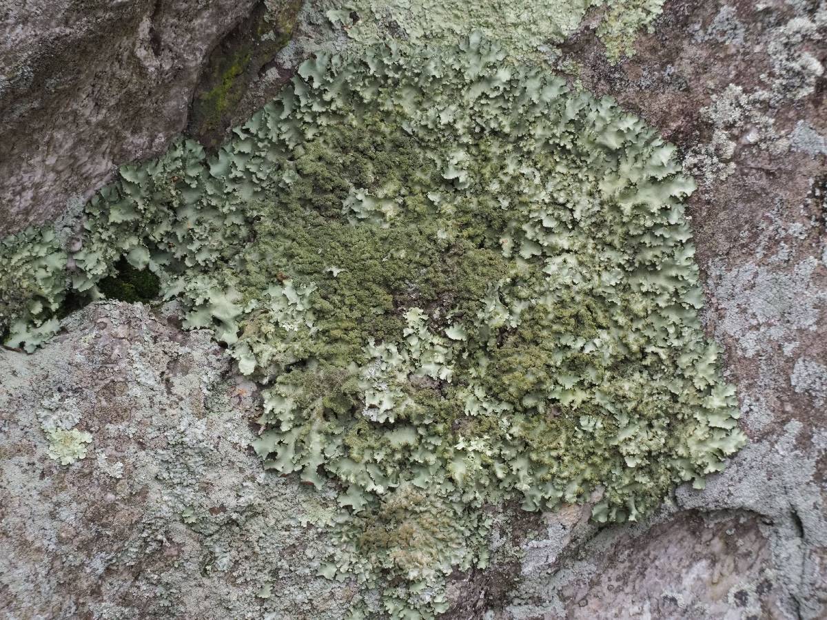 Parmotrema ultralucens image