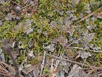 Peltigera praetextata image